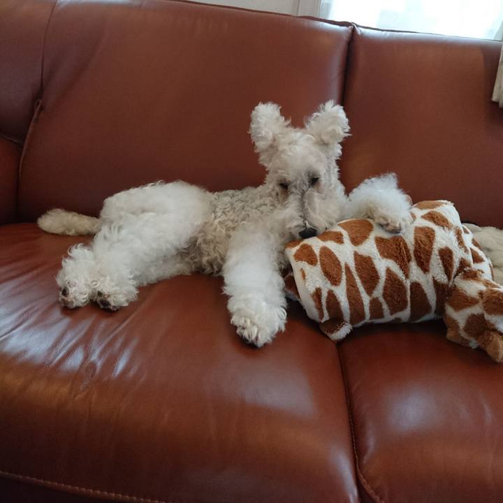 63255186 4717 4622 b5cf a3d0784d16e4 1507874710873