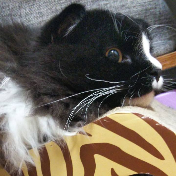 63266663 5460 44a4 982d 6a4388607b6d 1658583255859