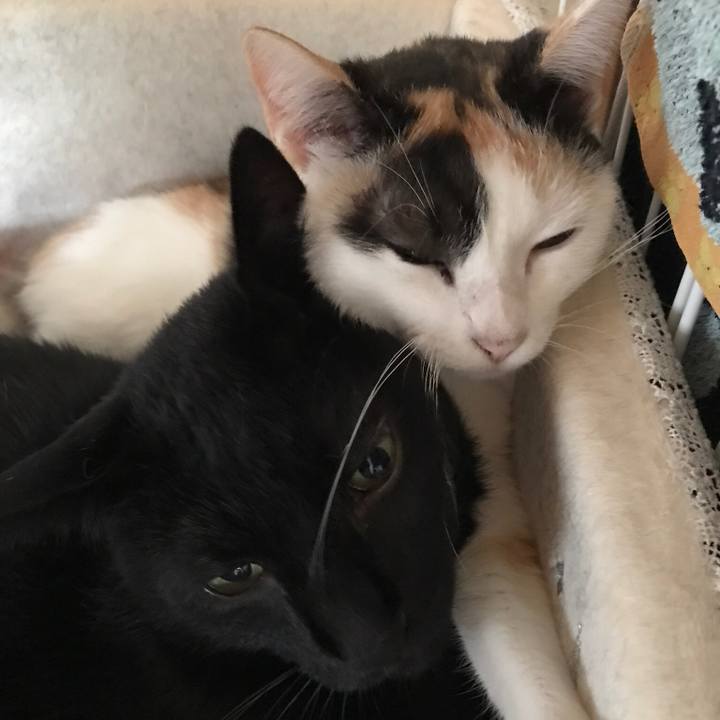 6328a29e de3a 4c16 86b0 10a292afe9fd 1508376428683