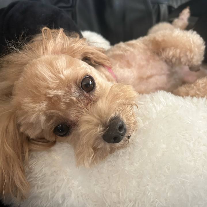 6328dcb4 dae0 4fc3 8982 5f6b795926cc 1693705604789