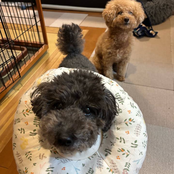 632964cf 774a 432b b632 3e0b14be71ed 1744627054312