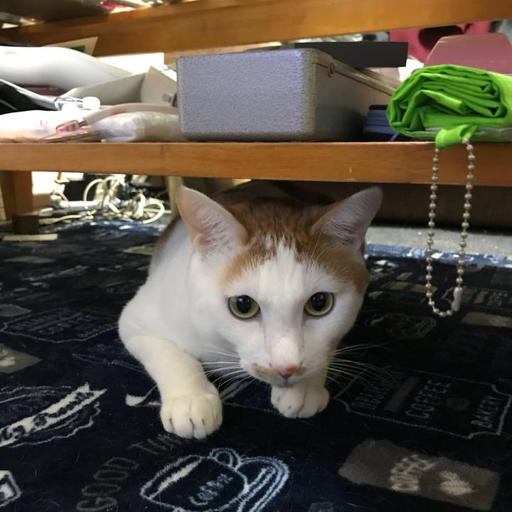 632aac6f 079e 40da 9460 5363f513555f 1515853862395