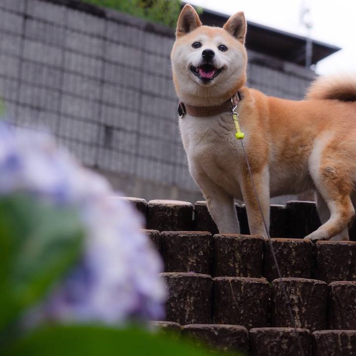 632f5f37 5d85 423e bf92 43dbf15f23cb 1529470287373