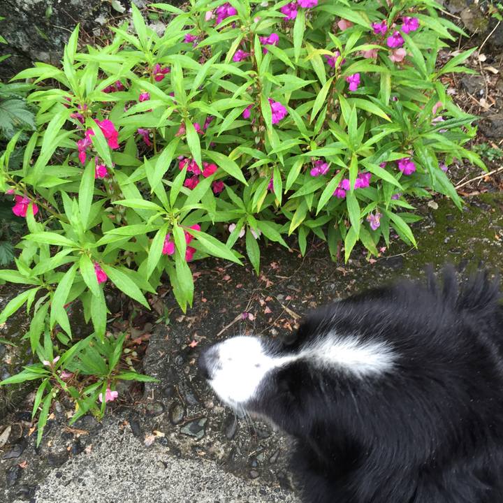 632f92cd 1314 4af6 a004 4f5da9c3b13b 1534749910528