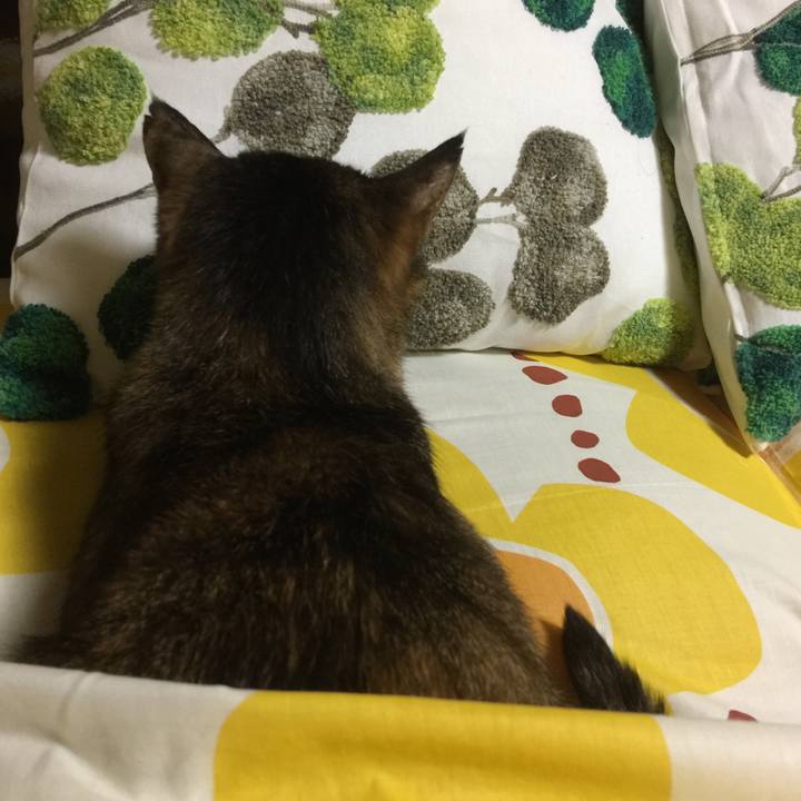 6330d06e 70f7 4803 a619 d9492c13fe0e 1523785558430