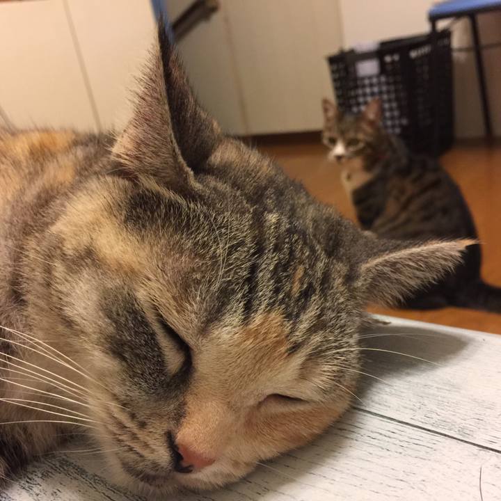 63335414 c735 4f34 93c0 3859940cea48 1564506506151