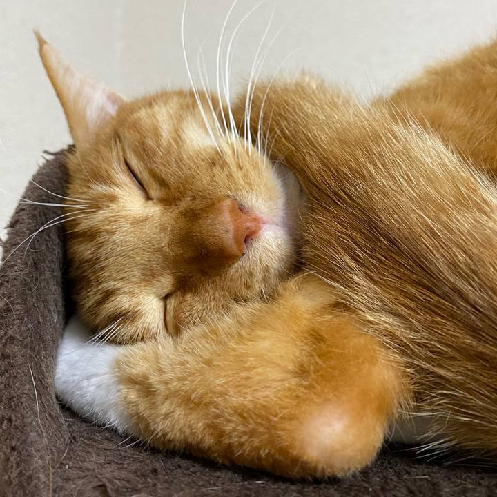 6337dc45 0e34 414b 9ac5 0fc3350cf074 1638006139686