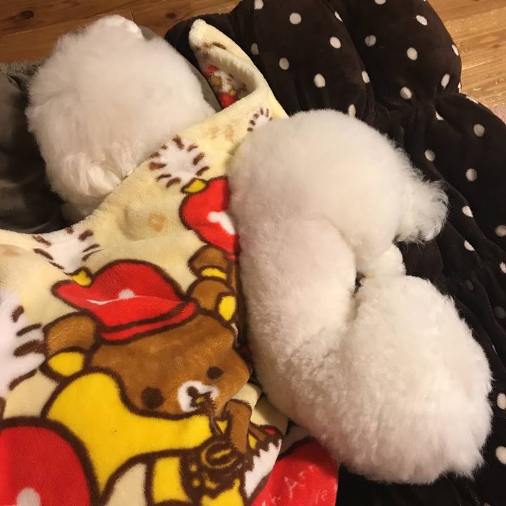 633db9fc e342 48e1 9e69 24f6f98979b1 1574856886288