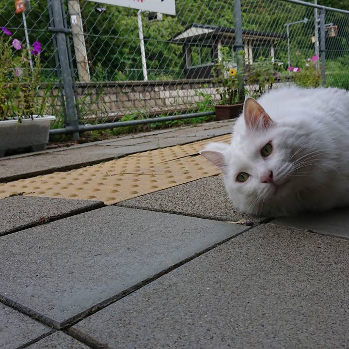 633e8144 b053 420a 8089 661bfd372e05 1535927144763