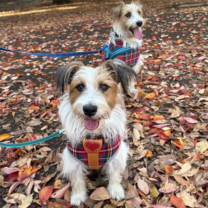 634138a7 f4b3 4f7f be12 c5a62f800b04 1763204875169