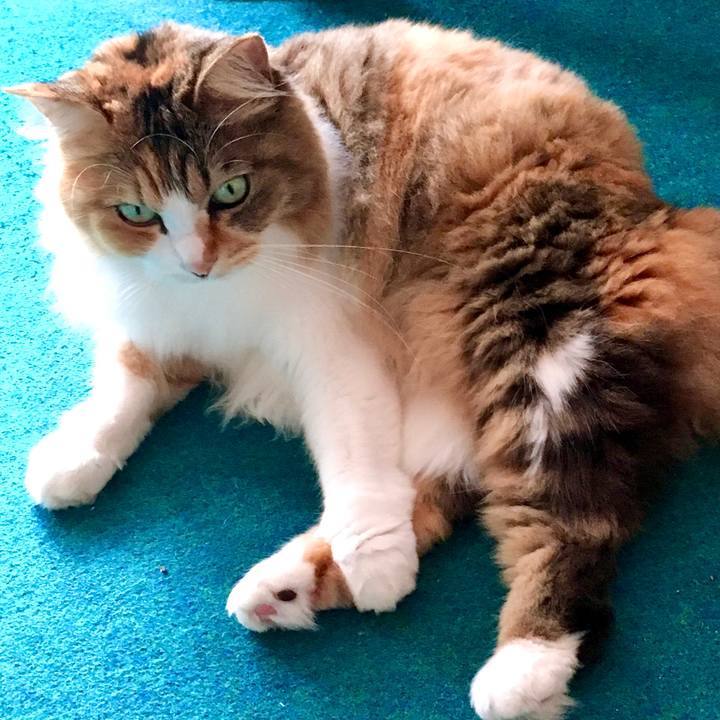 6344f6d0 7e70 4616 b0a7 3a2e2752f5e8 1572420981327