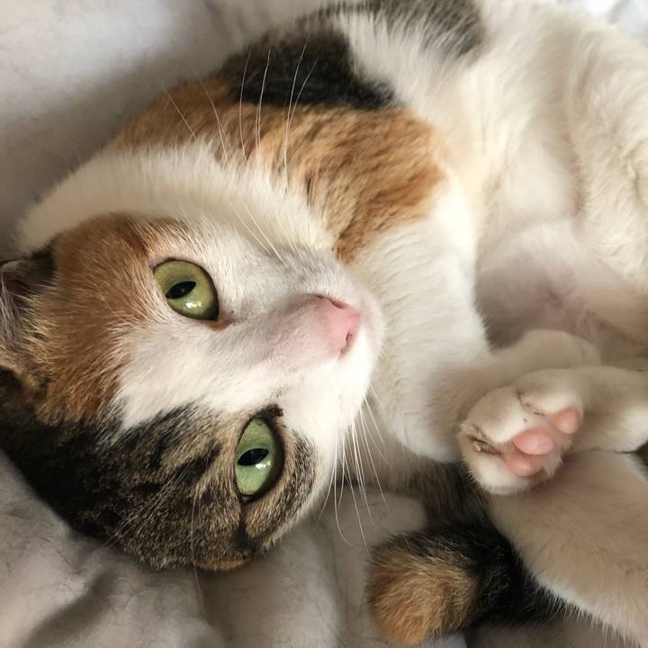 63492bea adbc 4800 8d0f 9ffcef2948df 1593800613299