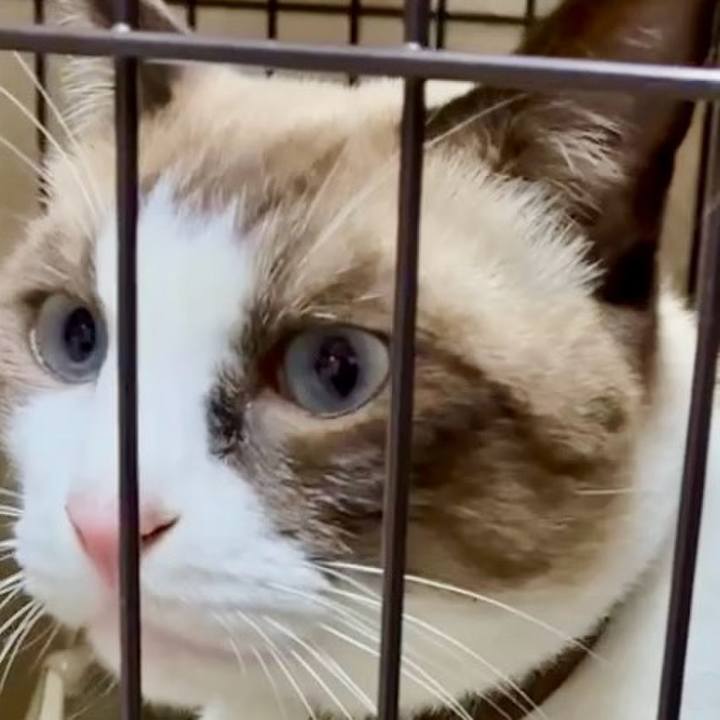 634bf528 f214 46ec abaa ac739e3a4882 1762685712807