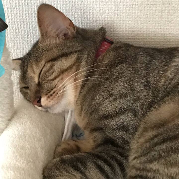 634ff51c 6417 4e8f 8ced e75de717c916 1592964127137