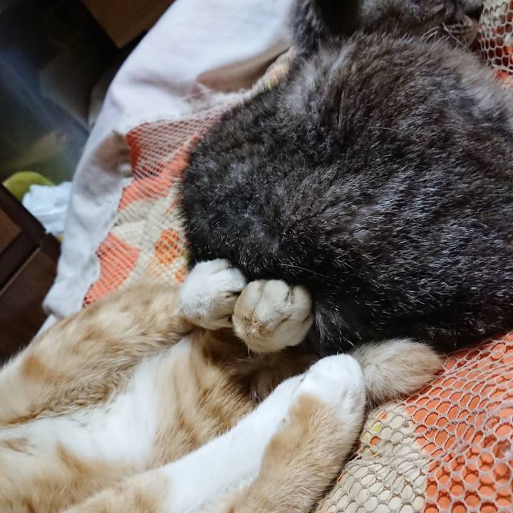 635a4607 fc59 4de7 9760 e44de3786720 1570976534672