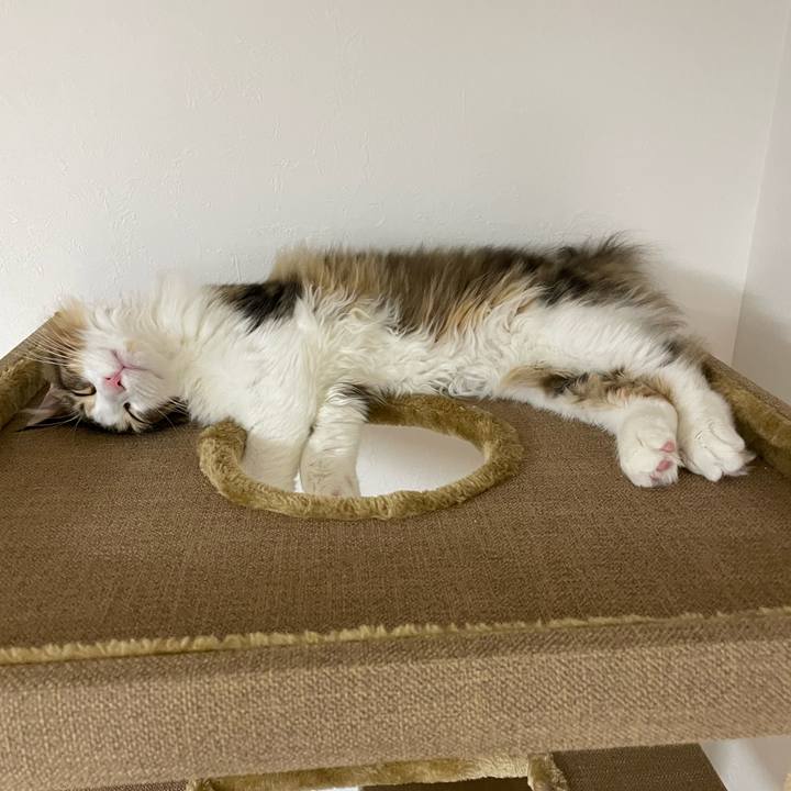 635c08ae 2332 4b8b b5a9 58d54ccc6d7d 1638704347309