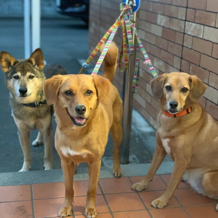 635d3c7b 9432 4b55 8b80 3670ac9d32b2 1561120317445