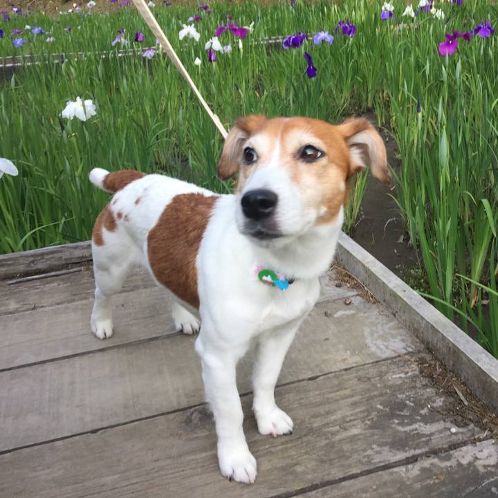 635ea3f1 324f 4b54 b626 a937894c2bff 1528810665627