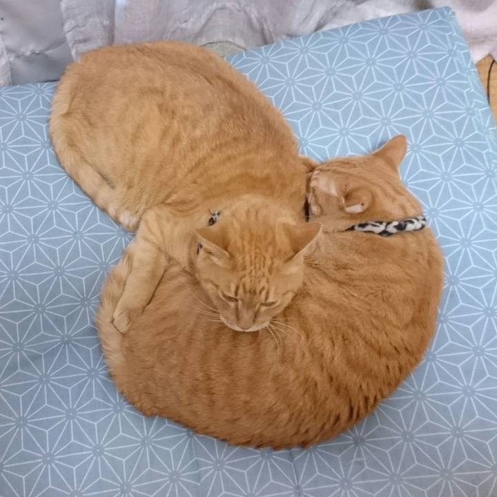 63682b8a 74b5 4daf aeb2 2f2ebf2a62cf 1532868063600