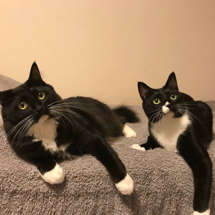 636ab8b8 1711 4ae1 a0b9 431a77da5cb9 1507850873909