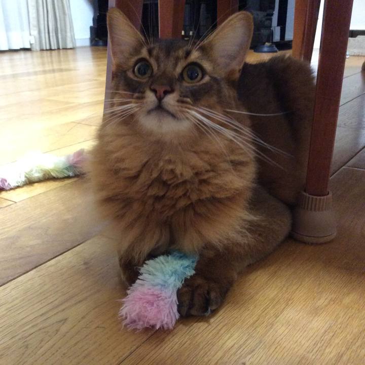 636f610d 2d0a 474f a961 8e39eeef0863 1601344004450