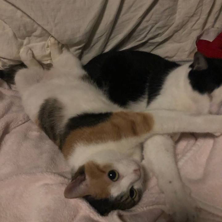 636f7f67 1913 4c02 9367 0198dc81d8d4 1603829093900