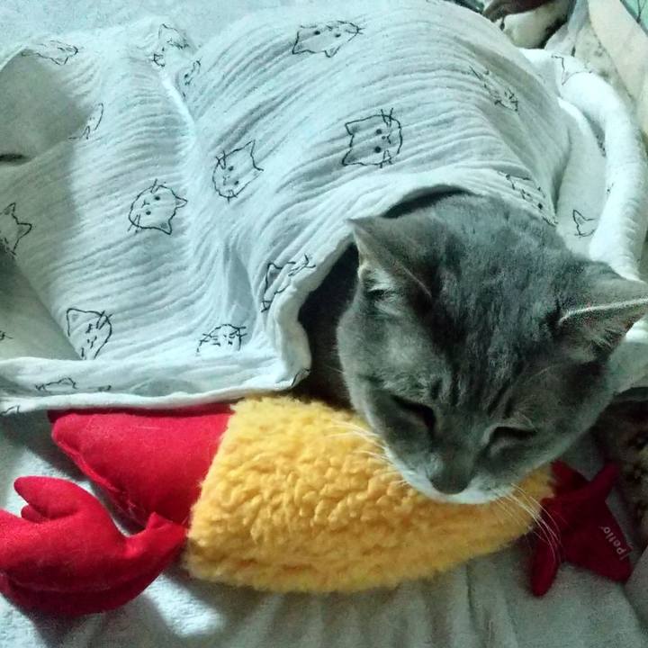 63725260 1610 459c a246 c8e5b16400fc 1674341215525