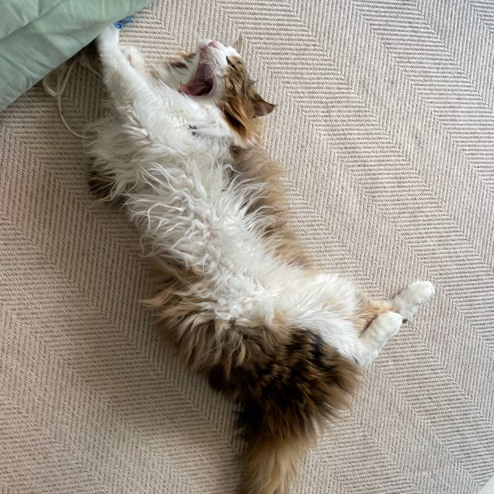 637301c3 60a0 4d09 8c96 49941c062a0c 1685873431321