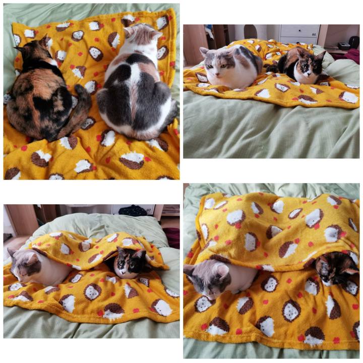 6374ab2b da9d 40c9 ae65 eb9f726417ac 1636164122382