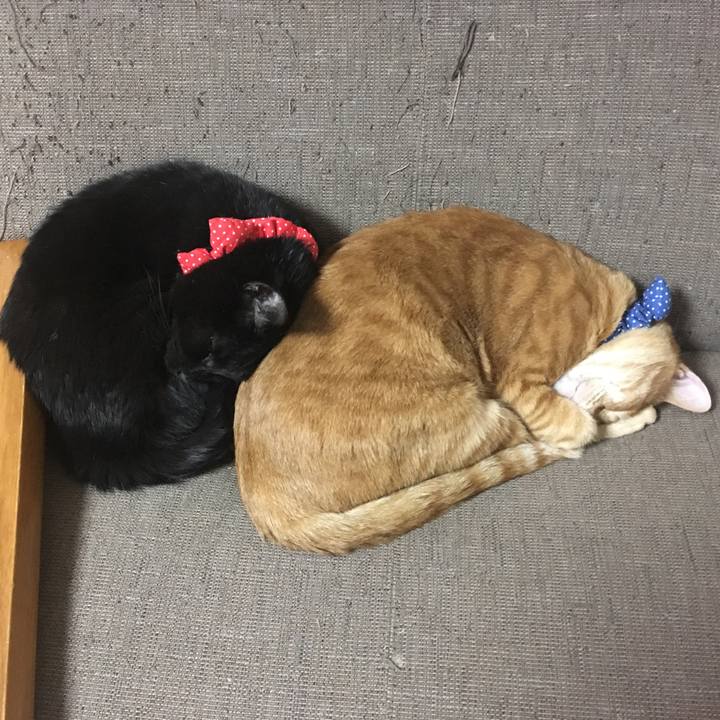 6377f56a 9b61 4348 af14 5c4329ff488e 1544536520620