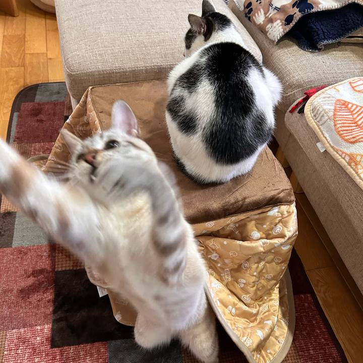 63780c9b 8371 45d3 895e 01d44dab7a43 1765407621569