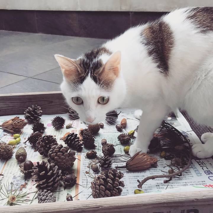 63793d04 32c5 4fa4 8d0b 658b7c420811 1539045975344