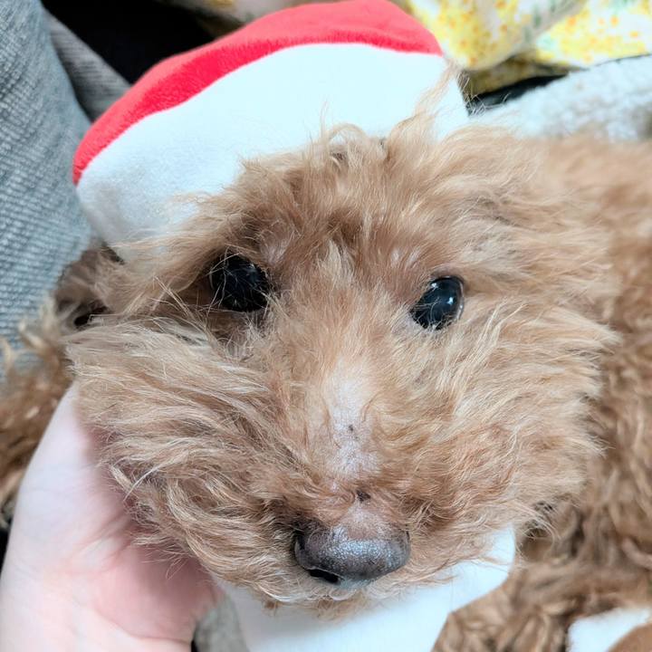 637bc3a0 3236 4062 b404 3445961af664 1766574033546