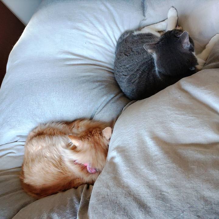 637c0711 65ca 4f8a b435 da9aefd6b0bb 1680999861314