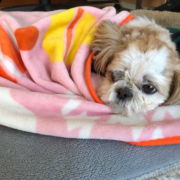 637d6195 dc72 4aa9 be4b e4da5631292a 1550440081039