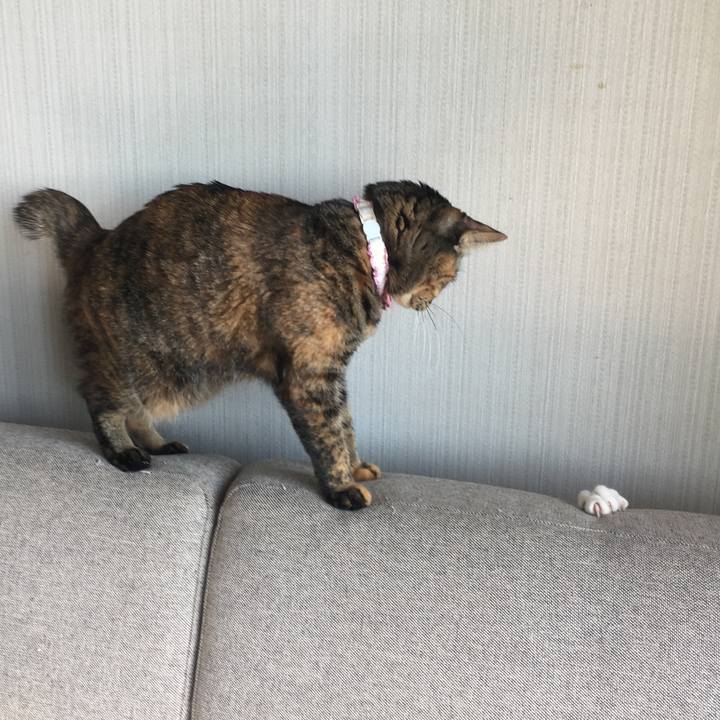 637da031 6cfa 498c 830a fba2bf113d95 1517354087202