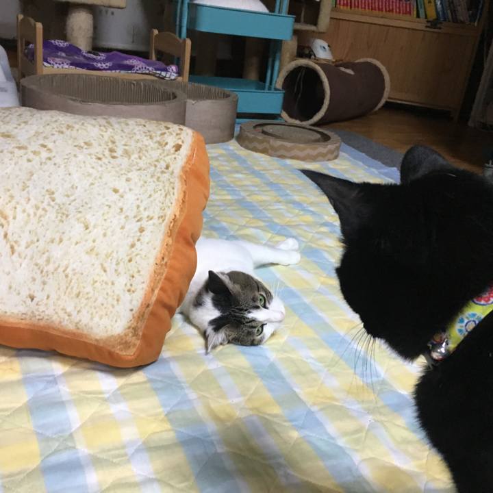 638103e9 22b4 49db 8008 a7f1ab5edbd4 1534074268014