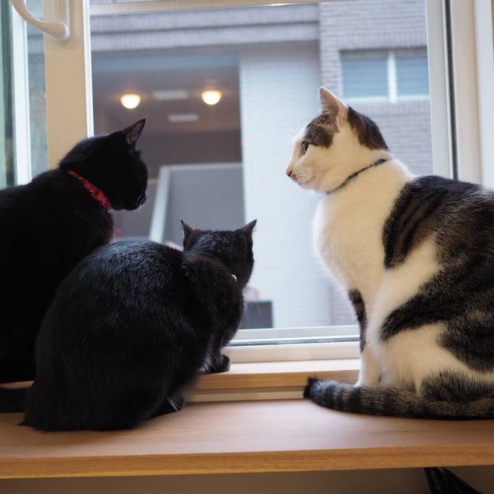 63827460 99dd 4c1b 9c92 cee268f9790a 1540251363345