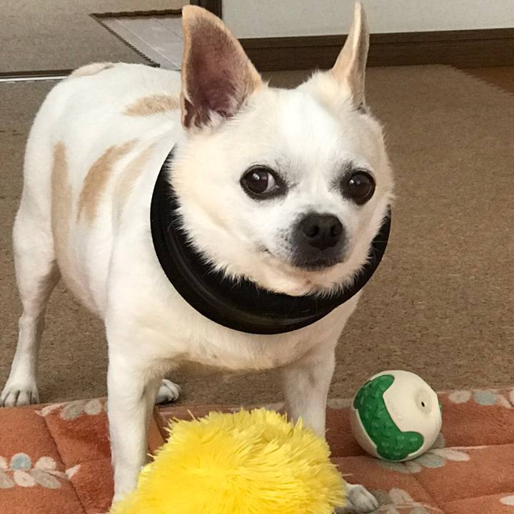 63835c68 2263 42e2 996e df0ae30cbd84 1555678550151