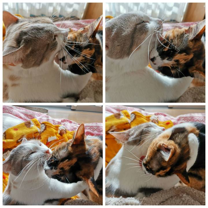 63839787 3626 441b acc7 162bbb9d5b07 1638758095420