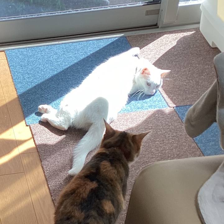 6385dbaa 34fc 4fe1 899f ca1b087f602c 1679280999461