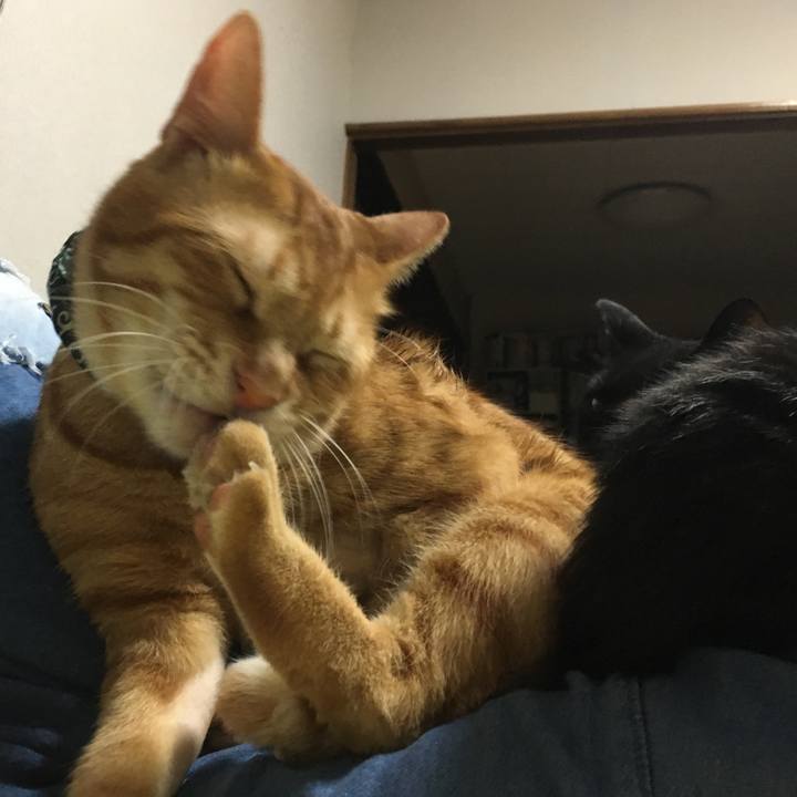 6386c658 422c 4b80 b2a9 880427b4c4c7 1537358574220