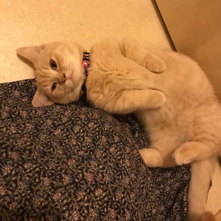 638877cf c6c2 4146 b301 50fb11f29faf 1516323425816