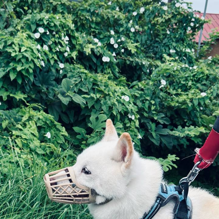 6388d4c4 b684 41d0 8168 31fd6e6c368e 1756416234582