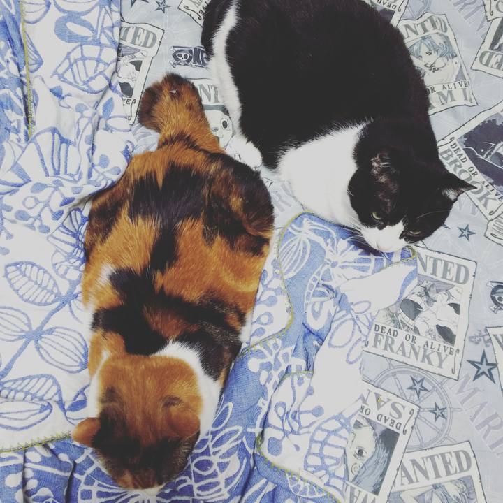 638e5426 685f 4e90 9011 11580e535561 1528925902964