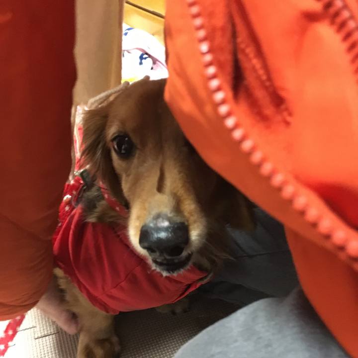 638ea30e d347 44d8 a69c dbf5cee9c329 1547559093965