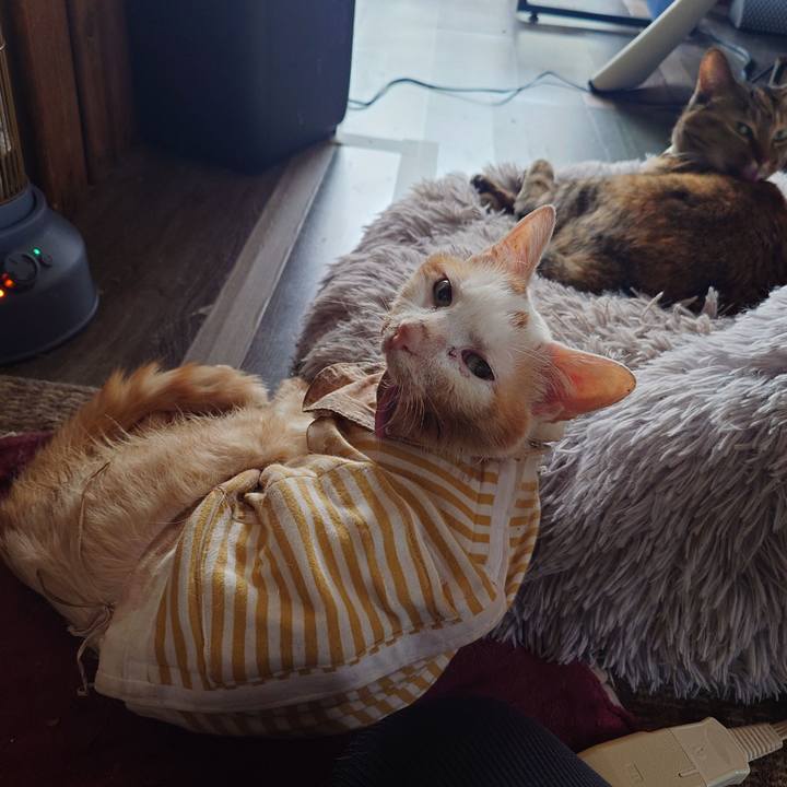 6394bd17 5c44 46ad 8d9d a304438fa185 1762558682037