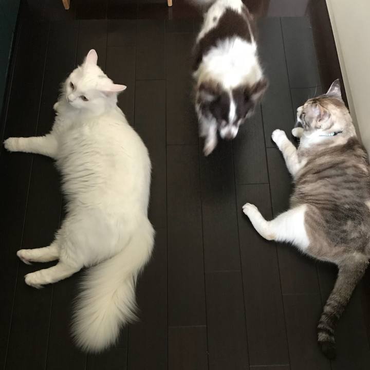 639808bc a662 4d1c bc1d d2c289f1811d 1527158804351