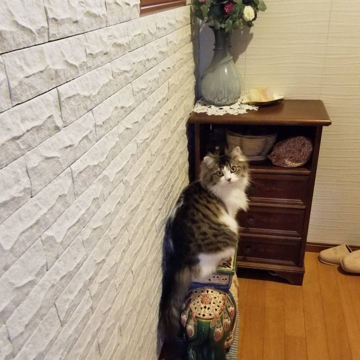 6398e5de 8eac 4350 8ff8 bc09992a4f77 1553564858388