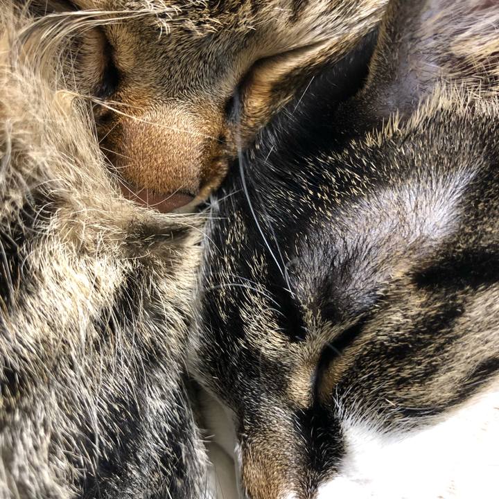 639920dd 1ba9 4990 ab81 1c2c818b1e07 1542450770702